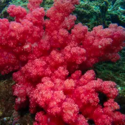 Cherry Blossom Coral, photo 3
