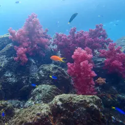Cherry Blossom Coral, photo 4