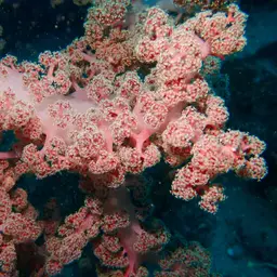 Cherry Blossom Coral, photo 5