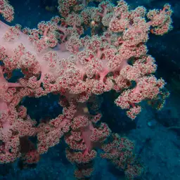 Cherry Blossom Coral, photo 6