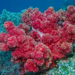 Cherry Blossom Coral, photo 7