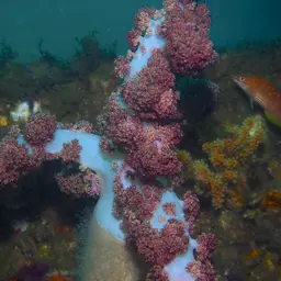 Cherry Blossom Coral, photo 8