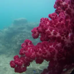 Cherry Blossom Coral, photo 9