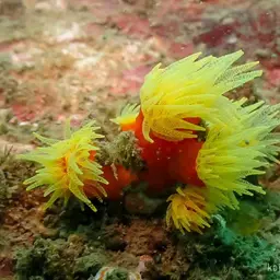 Tree Coral, photo 2