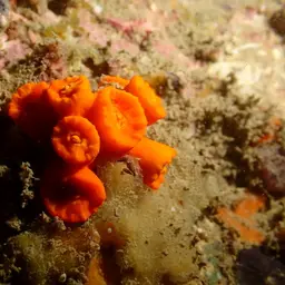 Tree Coral, photo 3