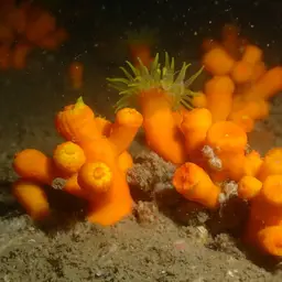 Tree Coral, photo 1