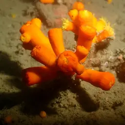 Tree Coral, photo 4