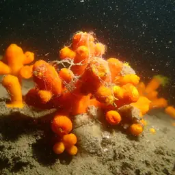Tree Coral, photo 5