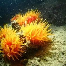 Tree Coral, photo 6