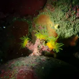Tree Coral, photo 7