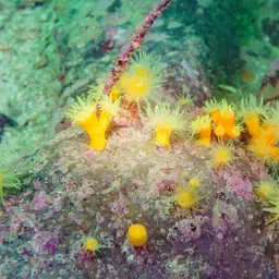 Tree Coral, photo 8