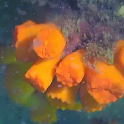 Tree Coral, photo 9