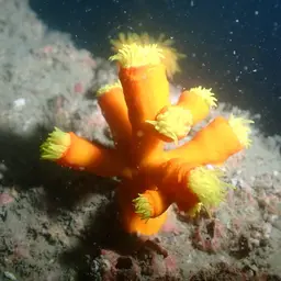 Tree Coral, photo 10