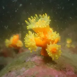 Tree Coral, photo 11
