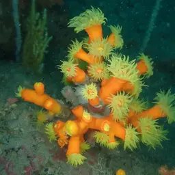 Tree Coral, photo 12