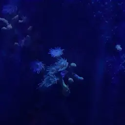 Yellow Tree Coral, photo 1