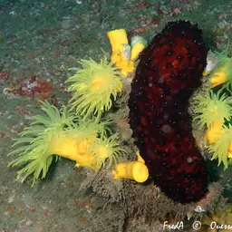 Yellow Tree Coral, photo 2
