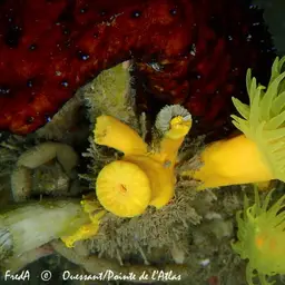 Yellow Tree Coral, photo 3