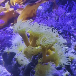 Yellow Tree Coral, photo 4