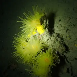 Yellow Tree Coral, photo 5
