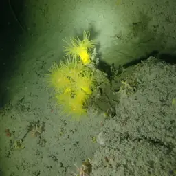 Yellow Tree Coral, photo 6