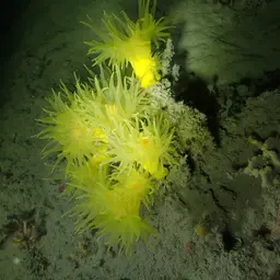Yellow Tree Coral, photo 7