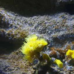 Yellow Tree Coral, photo 8