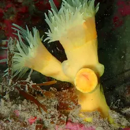 Yellow Tree Coral, photo 9