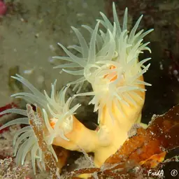Yellow Tree Coral, photo 10
