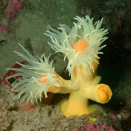 Yellow Tree Coral, photo 11