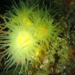 Yellow Tree Coral, photo 12