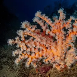 Orange Tree Coral, photo 2