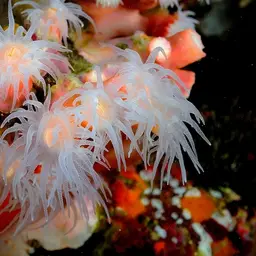 Orange Tree Coral, photo 3