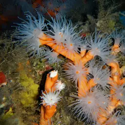 Orange Tree Coral, photo 4