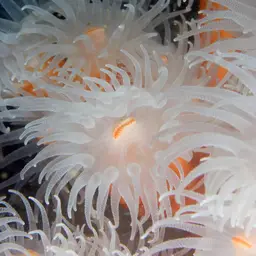 Orange Tree Coral, photo 5