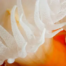 Orange Tree Coral, photo 6