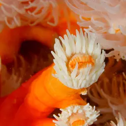 Orange Tree Coral, photo 7