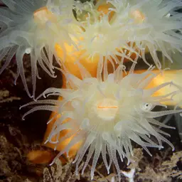 Orange Tree Coral, photo 8