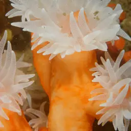 Orange Tree Coral, photo 9