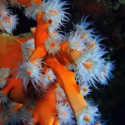 Orange Tree Coral, photo 10
