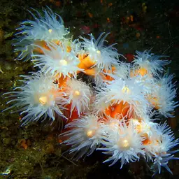 Orange Tree Coral, photo 11