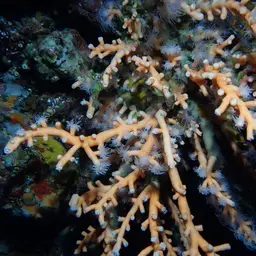 Orange Tree Coral, photo 12