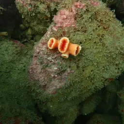 Tree Coral, photo 1