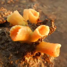 Tree Coral, photo 2