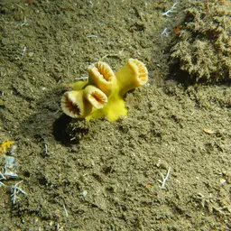 Tree Coral, photo 3