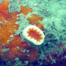 Tree Coral, photo 4