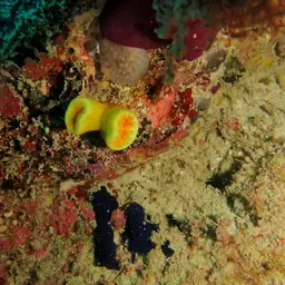 Tree Coral, photo 5