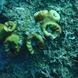 Tree Coral, photo 6