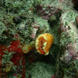 Tree Coral, photo 7