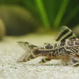 Depinnai Cory